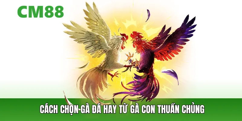 Chọn gà đá hay từ gà con thuần chủng